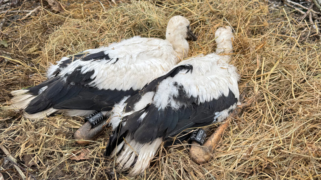 Die beringten Ostroher Jungstörche auf ihrem Horst auf dem Bauhof am frühen Morgen, Montag, 8. Juni 2026.