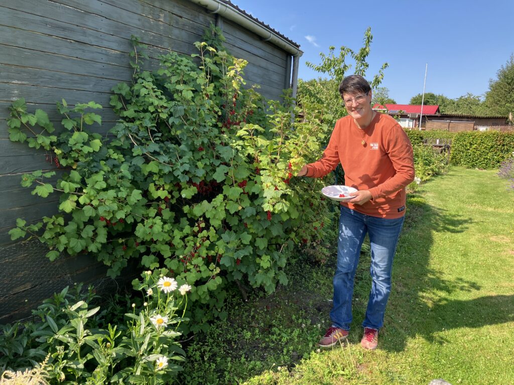 Frischer Wind im Kleingärtnerverein Heide Maren Wiechmann erntet rote Johannisbeeren in ihrer Parzelle, die sie liebevoll „Kleines Paradies“ nennt.
